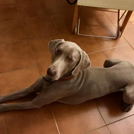 Zahir * Alassio